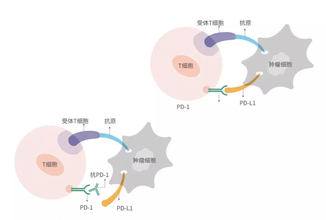 菠菜担保网·(中国区)官方网站
