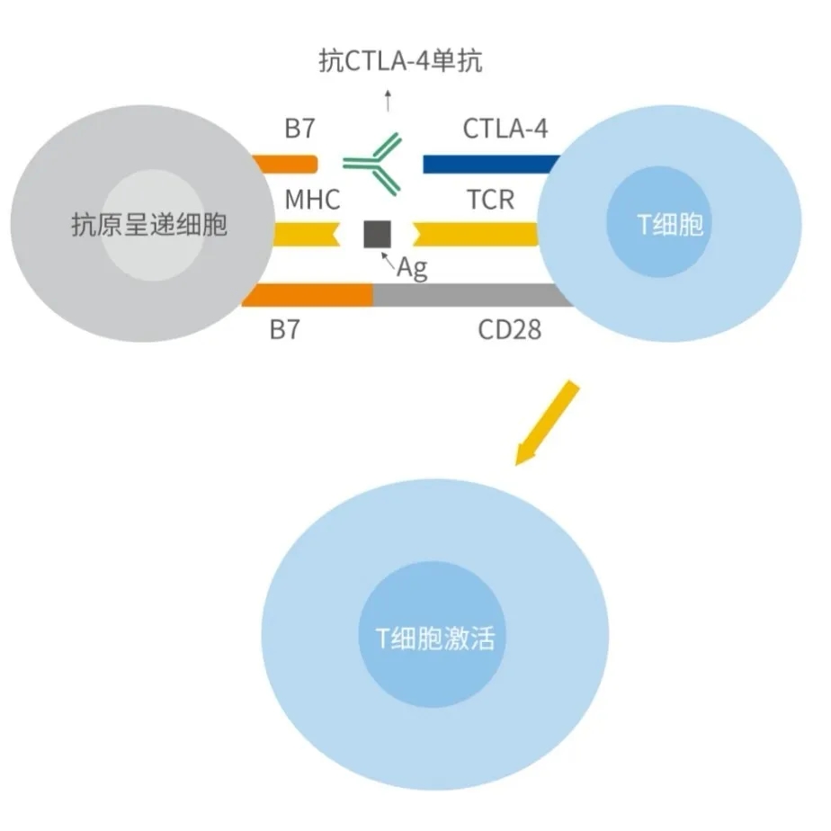 菠菜担保网·(中国区)官方网站