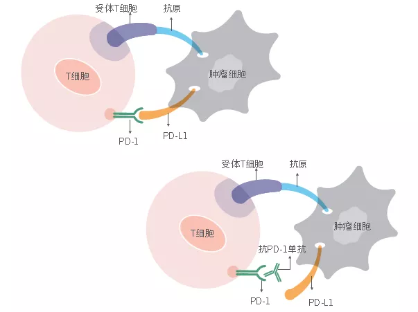 菠菜担保网·(中国区)官方网站