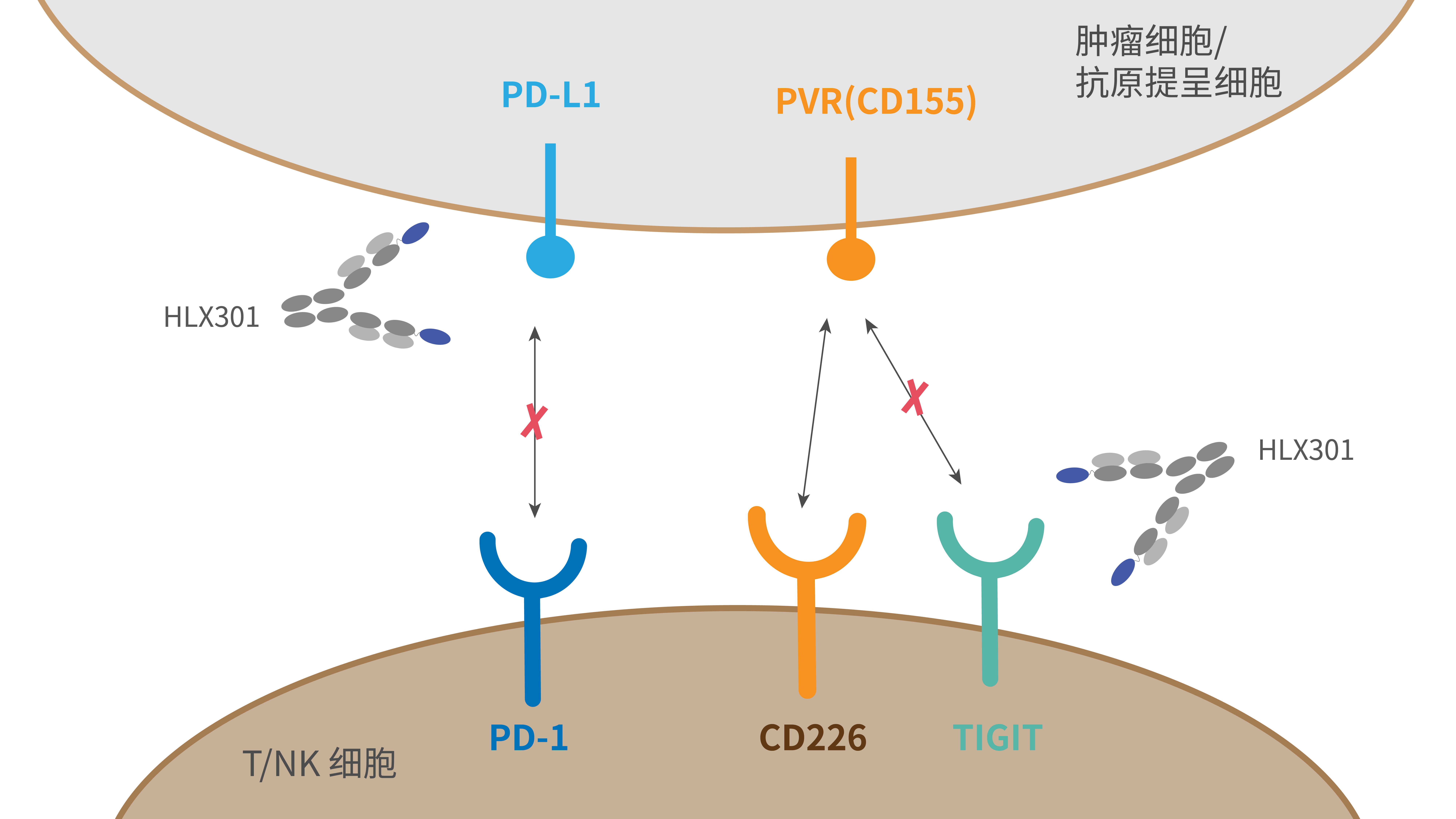 菠菜担保网·(中国区)官方网站